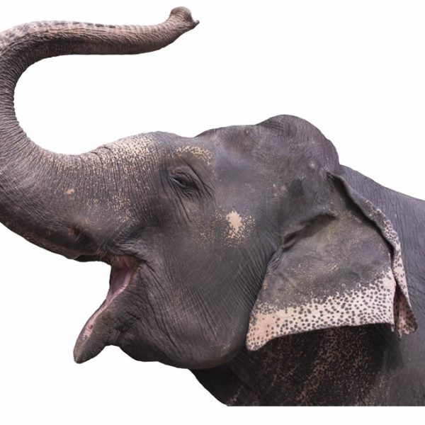 possible RAWA Republican backers