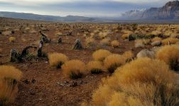 DFS sites banned Nevada