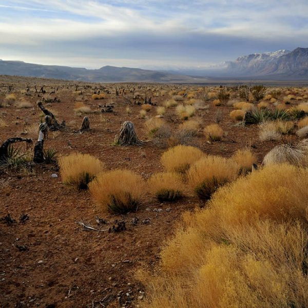 DFS sites banned Nevada