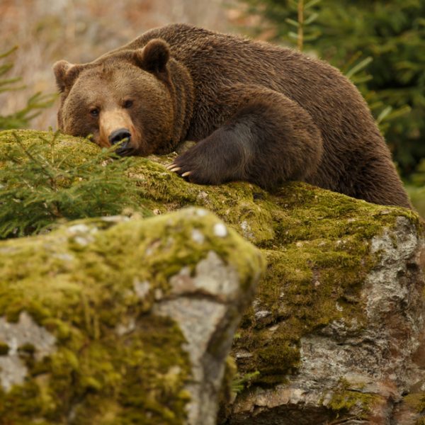 PokerStars hibernation