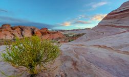 WSOP.com Nevada poker online