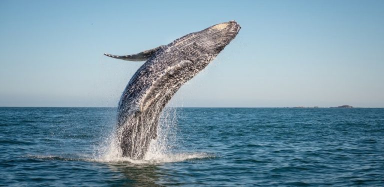 Can Poker’s Biggest Whales Help The WSOP End Aria’s Summer High Roller Dominance?