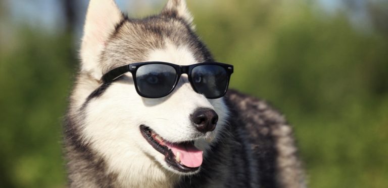 Bright Future Ahead Has WSOP.com Players Donning Sunglasses