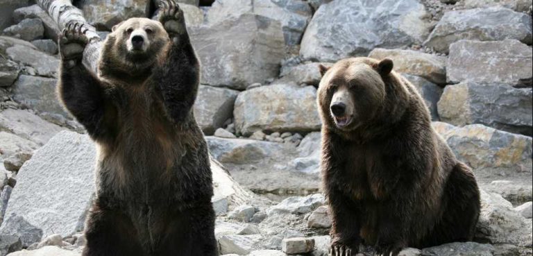 Grizzly Games II Will Give Global Poker Players Something to Growl About