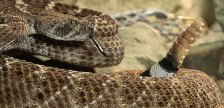 Global Poker Rattlesnake Open III Series Slithers Back into Action