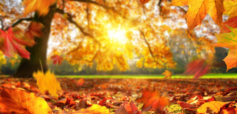 FALLING INTO FALL: Online Poker Revenue Continues Decline, But Up Overall Year Over Year
