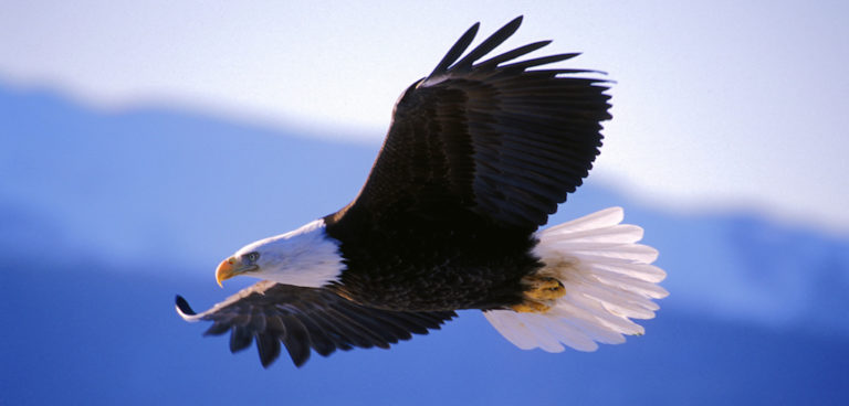 READY TO SOAR: Global Poker Eagle Cup Returns Oct. 26 with SC1.2 Million Guarantee